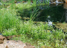 Afbeelding in Gallery-weergave laden, nature pools
